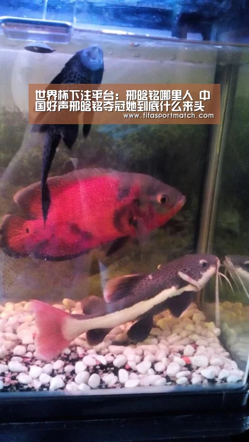 世界杯下注平台